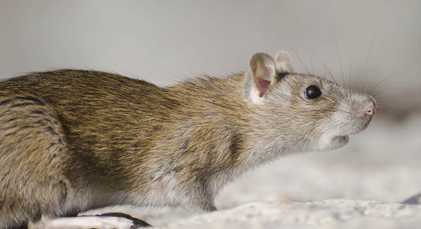 India Rodent Virus Surveillance Researchers in hazmat suits studying a lab rat, with virus Image consists for Lab Rat