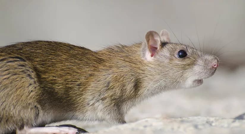RODENT-BORNE VIRUSES TRACKING INDIA
